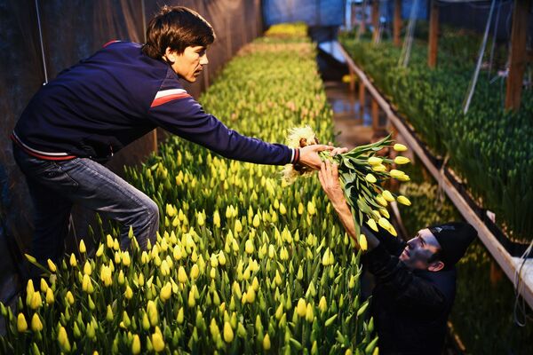 Работники во время сбора урожая тюльпанов в преддверии праздника 8 Марта в тепличном хозяйстве АЛЕКСиЯ в Новосибирске - Sputnik Абхазия