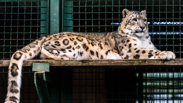 Ирбис (снежный барс) в центре воспроизводства редких видов животных Московского зоопарка  - Sputnik Абхазия