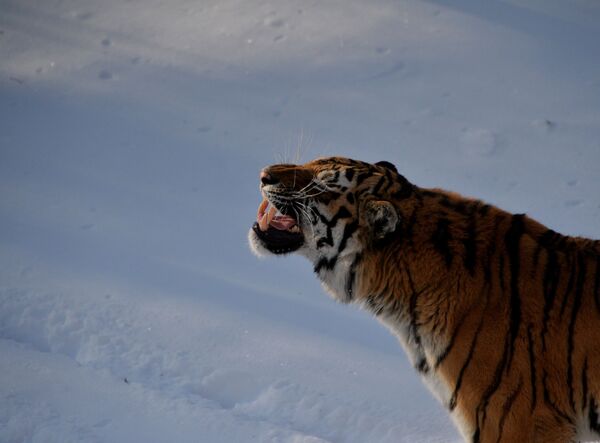 Уссурийский тигр Амур в вольере Приморского сафари-парка - Sputnik Абхазия
