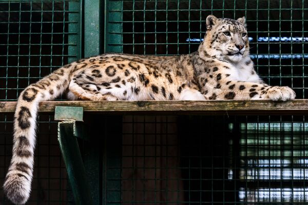 Ирбис (снежный барс) в центре воспроизводства редких видов животных Московского зоопарка  - Sputnik Абхазия