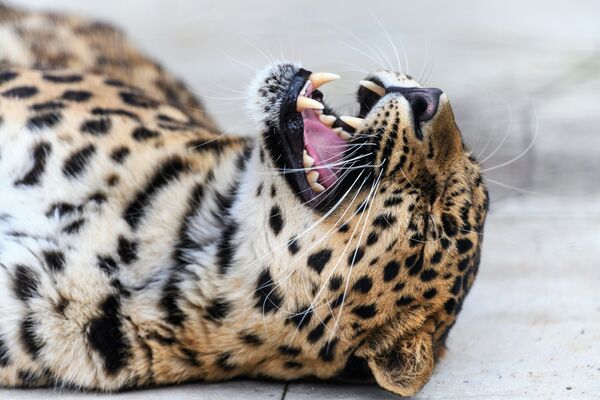 Дальневосточный леопард в центре воспроизводства редких видов животных Московского зоопарка - Sputnik Абхазия