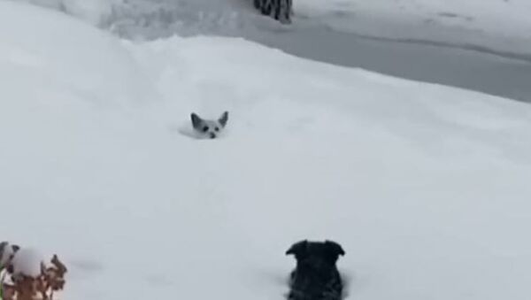 Друг в беде не бросит: спасение маленькой собачки из снежного плена в Колорадо - Sputnik Абхазия