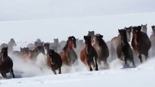 «Дом небесных коней»: сотни туристов собираются на северо-западе Китая, чтобы увидеть табун бегущих лошадей - Sputnik Абхазия
