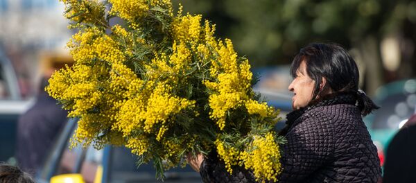 Мимозы из Абхазии на российско-абхазской границе - Sputnik Абхазия