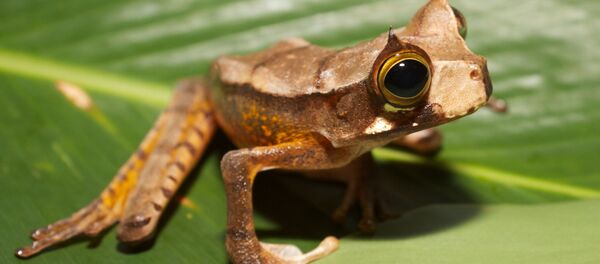 Рогатая сумчатая квакша Рогатая сумчатая квакша - Sputnik Абхазия