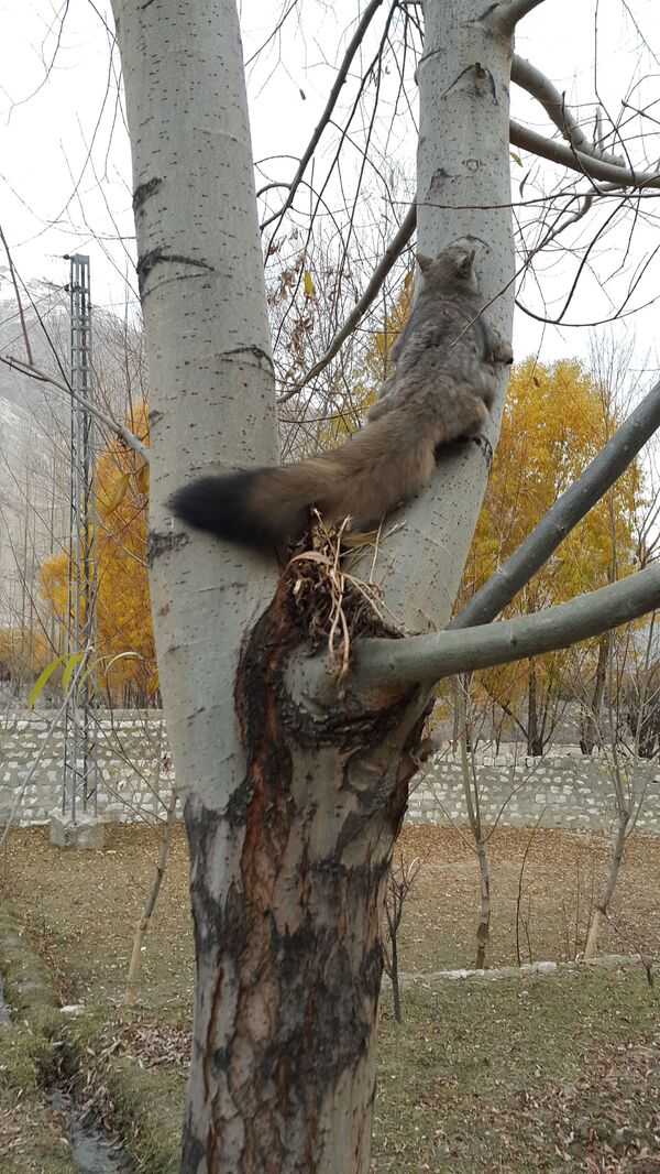 Скальная летяга на дереве - Sputnik Абхазия