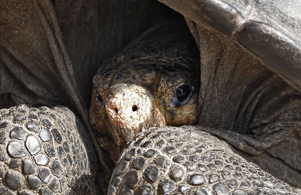 Вид галапагосской черепахи Chelonoidis phantastica - Sputnik Абхазия