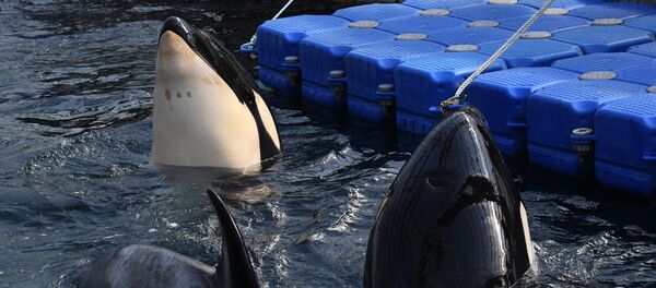 Косатки и белухи в приморской бухте Средняя - Sputnik Абхазия