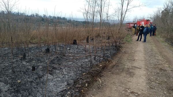 Мандариновый совхоз  Махунджия, сгоревший в Галском районе, 12 марта 2019 - Sputnik Абхазия