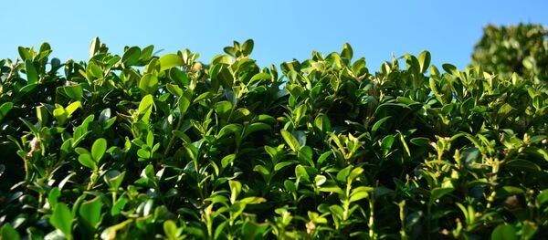 Самшит Самшит - Sputnik Абхазия