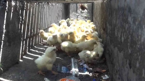 Как цыплят спасали из водостока в Таиланде - Sputnik Абхазия