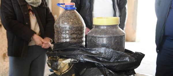 Каждый клоп на счету: как сдавали урожай насекомых-вредителей в Очамчыре Каждый клоп на счету: как сдавали урожай насекомых-вредителей в Очамчыре - Sputnik Аҧсны