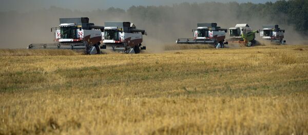 Уборка урожая зерновых в Новосибирской области - Sputnik Абхазия