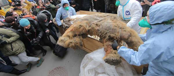 Якутского мамонтенка Юку привезли в Москву Якутского мамонтенка Юку привезли в Москву - Sputnik Абхазия