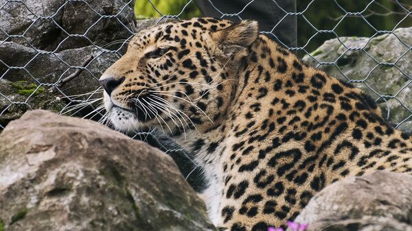 Леопард, архивное фото - Sputnik Абхазия