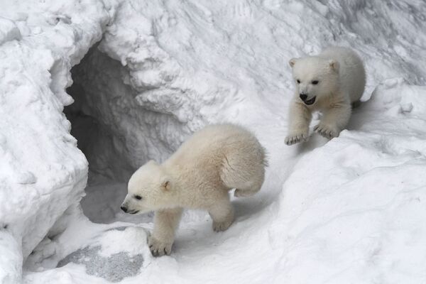 Белые медвежата в Новосибирском зоопарке - Sputnik Абхазия