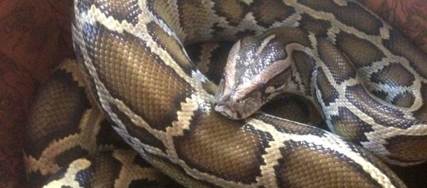 Тигровый питон - Sputnik Абхазия