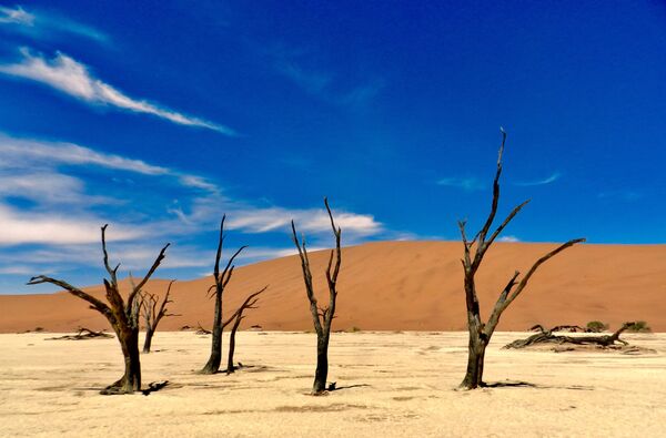 Засохшие деревья в пустыне Намибии - Sputnik Абхазия