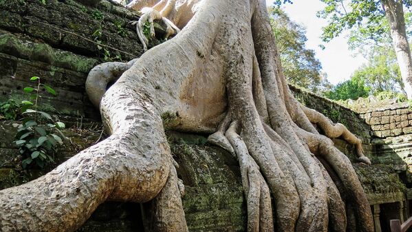 Корни деревьев на храмовом комплексе Та Прум в Камбодже - Sputnik Абхазия