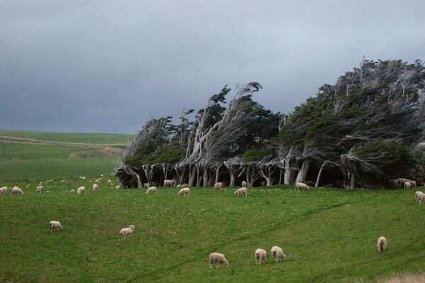 Гнутые деревья на мысе Слоуп-Пойнт, Новая Зеландия - Sputnik Абхазия
