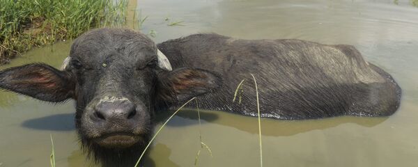 Акамбашь Акамбашь - Sputnik Аҧсны