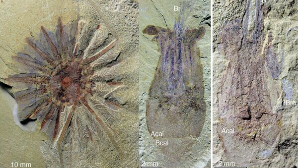 Останки древнейшего морского гребешка, найденные в Китае - Sputnik Абхазия