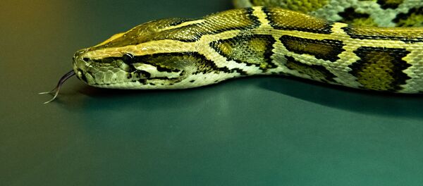 Питон Нарта Квициния Питон Нарта Квициния - Sputnik Абхазия