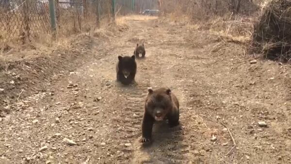Трое медвежат-сирот впервые вышли на прогулку во Владивостоке - Sputnik Абхазия