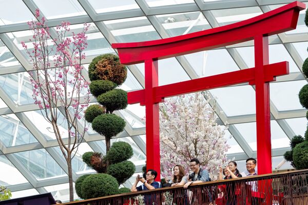 Посетители в природном парке Гарденс бай Бэй в Сингапуре наслаждаются цветущей сакурой - Sputnik Абхазия