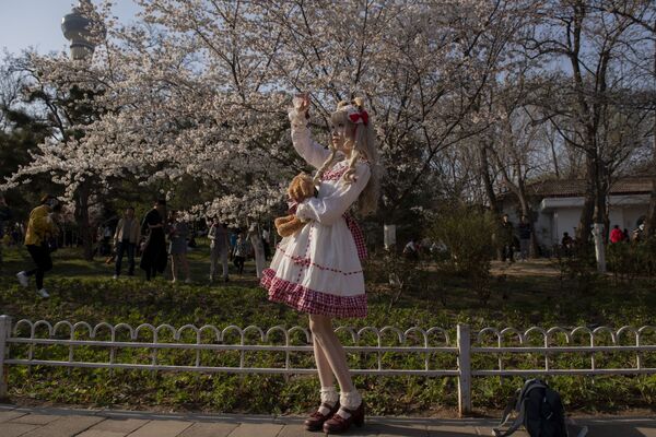 Девушка в костюме героини из японской манги фотографируется с цветущей сакурой в Пекне - Sputnik Абхазия