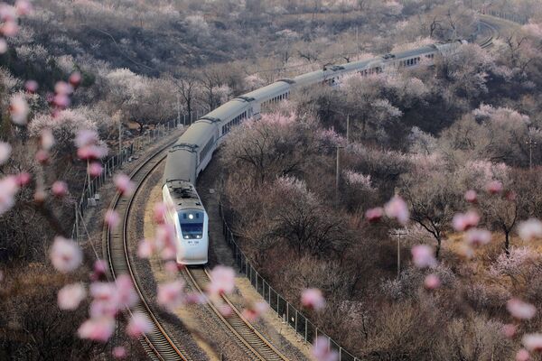 Скоростной поезд проезжает мимо цветущих деревьев у Великой Китайской стены, Пекин - Sputnik Абхазия
