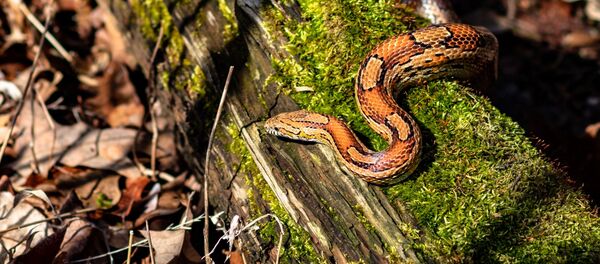 Питон в дикой среде - Sputnik Абхазия