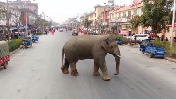 В Китае дикий слон вышел к людям после изгнания из леса другим самцом - Sputnik Абхазия