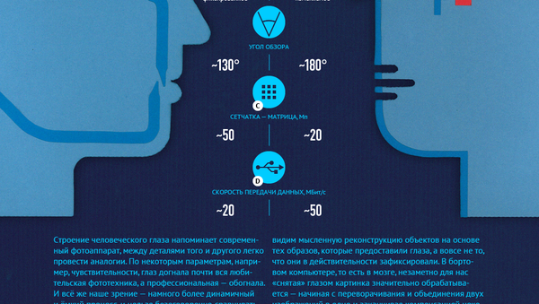 Все об особенностях человеческого глаза — инфографика  - Sputnik Абхазия