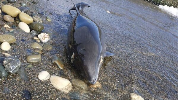 Мертвый дельфин - Sputnik Абхазия