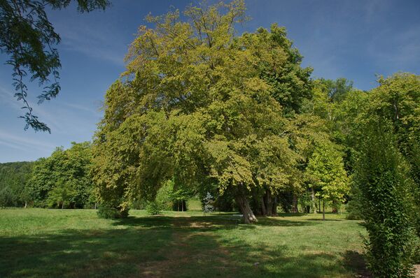 Граб Граб - Sputnik Аҧсны