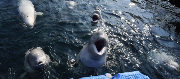 Косатки и белухи в приморской бухте Средняя - Sputnik Абхазия