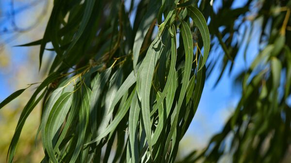 Аевкалиптқәа ирԥырхагоу ахьычԥаԥыр цәырҵит Аԥсны - Sputnik Аҧсны