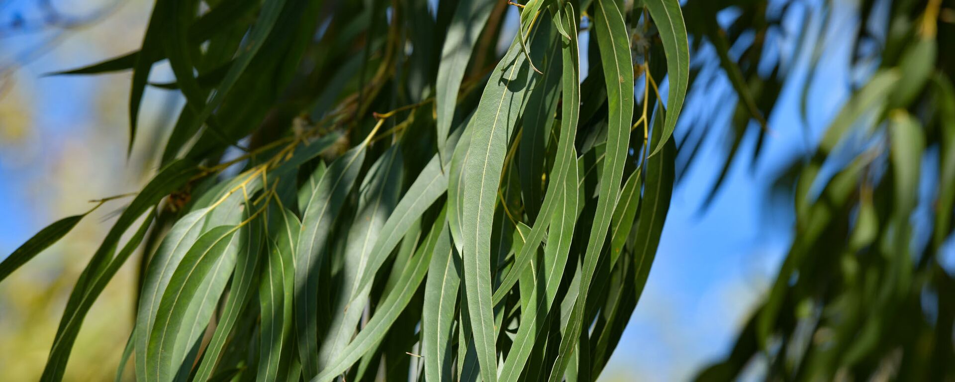 Эвкалипт - Sputnik Абхазия, 1920, 27.02.2026