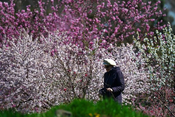 Посетительница возле цветущих деревьев в Никитском ботаническом саду в Крыму - Sputnik Абхазия