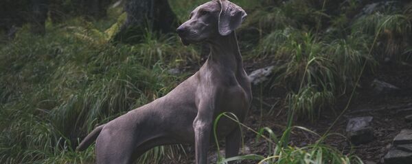 Ала Ала - Sputnik Аҧсны