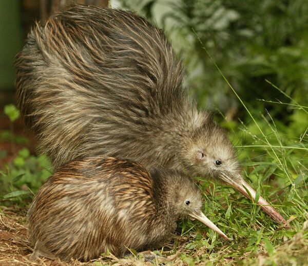 Не только хоббиты: удивительные секреты, ландшафты и звери Новой Зеландии - Sputnik Абхазия