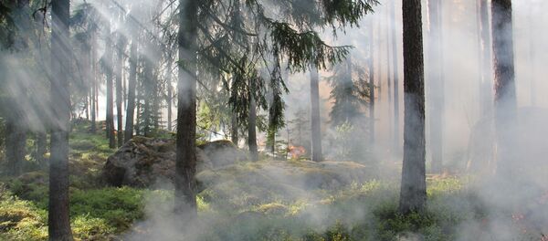 Лесной пожар - Sputnik Абхазия