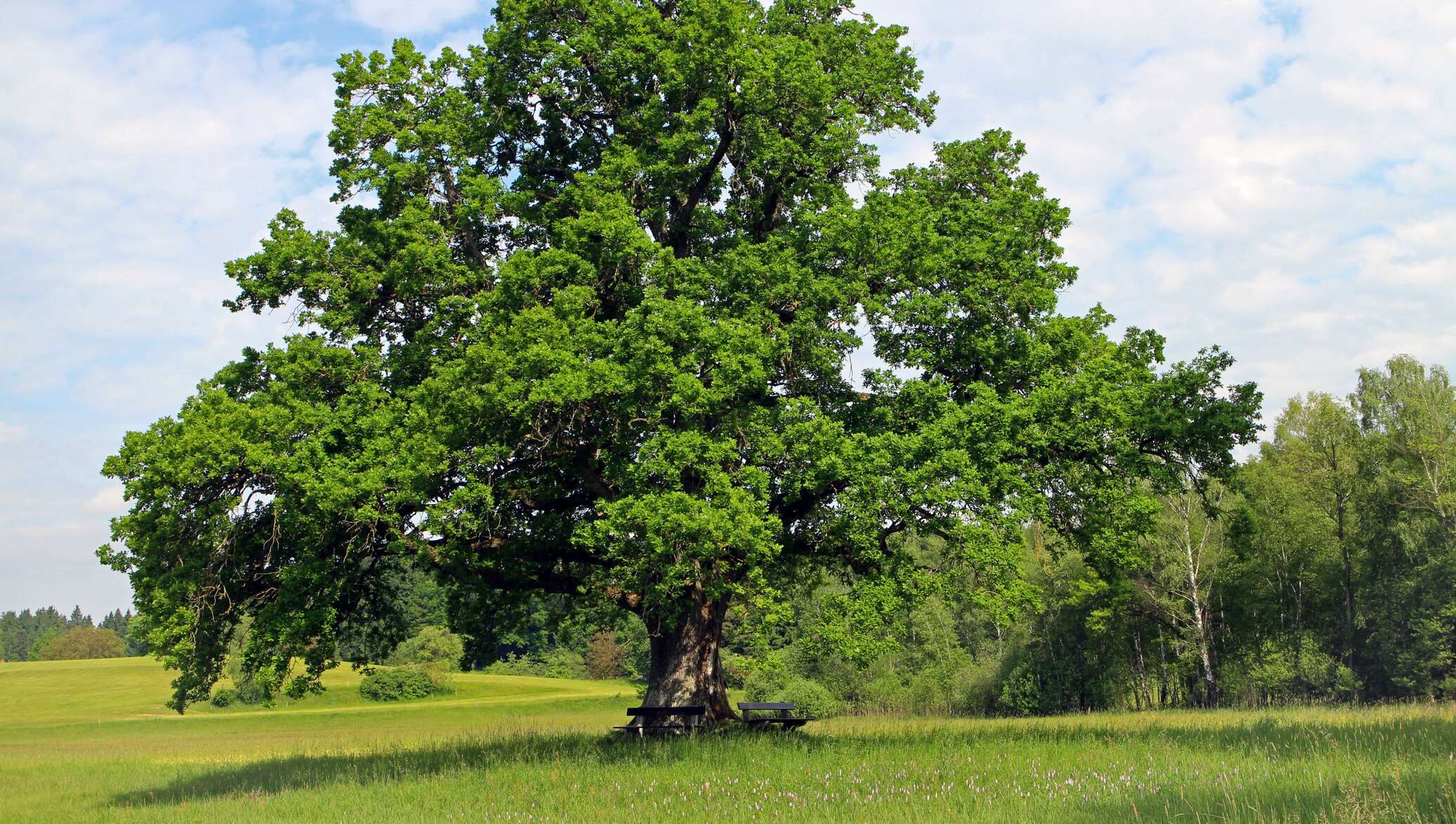 Коренастый дуб раскинул большим. Дуб черешчатый (Quercus Robur). Дуб широколиственный лес. Дуб черешчатый Дубрава. Дуб черешчатый крона.