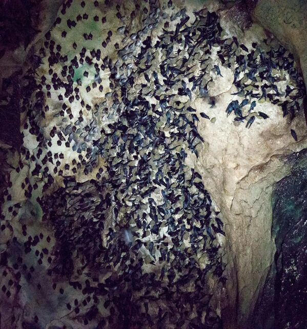 Летучие мыши в пещере Gomantong в Малайзии - Sputnik Абхазия