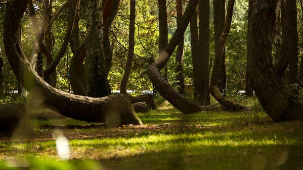 Изогнутый лес, состоящий из группы странно изогнутых сосен, расположенной в Nowe Czarnowo, Померания, Польша - Sputnik Абхазия