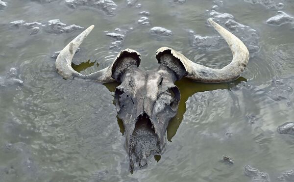 Череп гну на мелководье озера Натрон, Танзания - Sputnik Абхазия