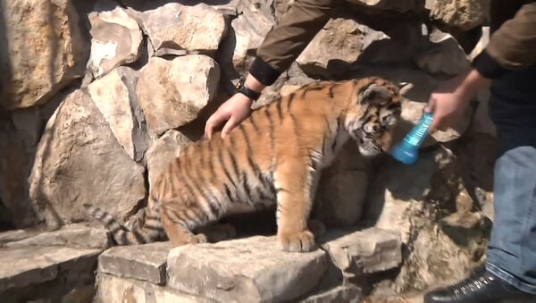 Слепой тигренок из зоопарка в Казани едет на операцию в Москву - Sputnik Абхазия