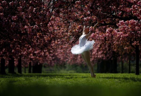 Танцовщица позирует для фотографии под цветущими вишнями в садах Парка Со около Парижа, Франция - Sputnik Абхазия