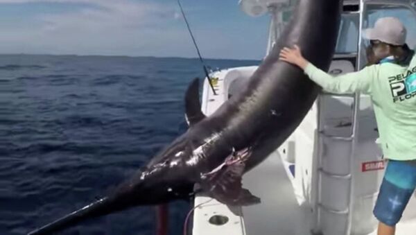 Рыбаки вытаскивают из воды рыбу-меч весом 757 пудов. Флорида, США - Sputnik Абхазия